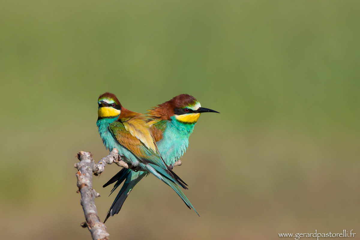 Bee eater 47
